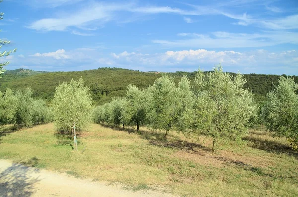 Toscane landschap met olijfbomen — Stockfoto