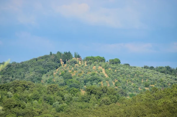 Toscane landschap met olijfbomen — Stockfoto