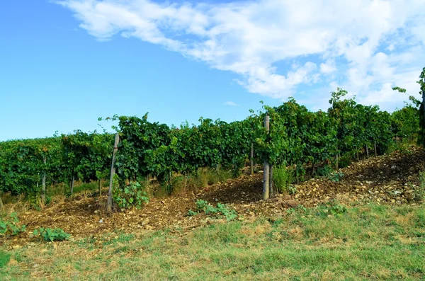 Krajobraz winnicy Chianti w Toskanii, Włochy - — Zdjęcie stockowe