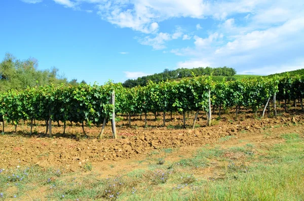 Krajobraz winnicy Chianti w Toskanii, Włochy — Zdjęcie stockowe