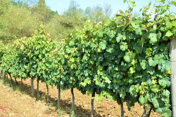 Chianti szőlőültetvény táj Toszkánában, Olaszország - — Stock Fotó