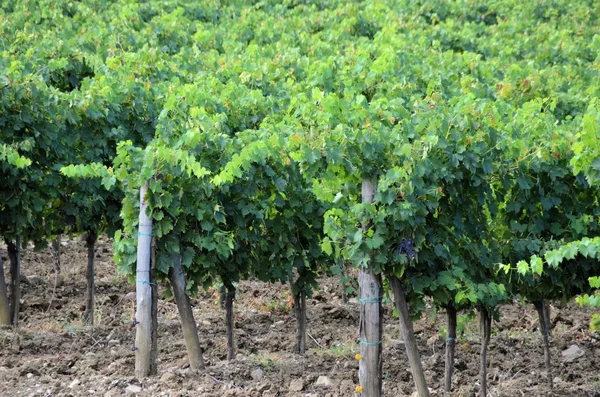Krajobraz winnicy Chianti w Toskanii, Włochy — Zdjęcie stockowe