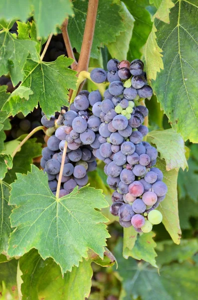 Chianti vingård landskap i Toscana, Italien — Stockfoto