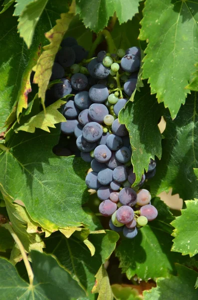 Гроздь винограда Кьянти, Тоскана, Италия — стоковое фото
