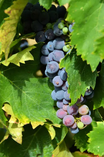 Chianti szőlőültetvény táj Toszkánában, Olaszország — Stock Fotó