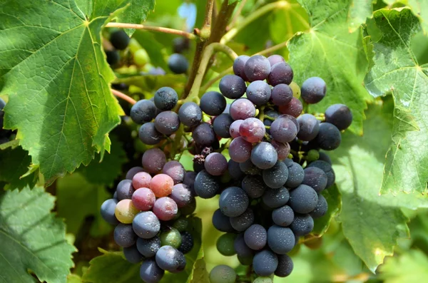 一堆基安蒂、 托斯卡纳、 意大利的葡萄 — 图库照片#