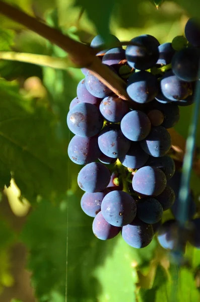 Gäng druvmust av chianti, Toscana, Italien — Stockfoto