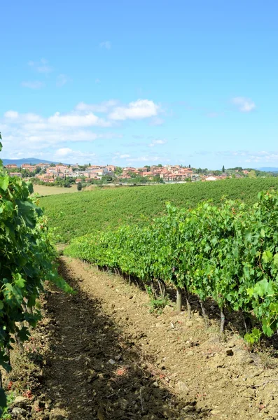 Chianti szőlőültetvény táj Toszkánában, Olaszország — Stock Fotó