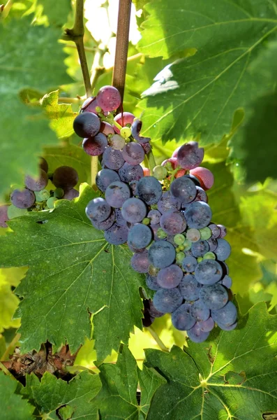 一堆基安蒂、 托斯卡纳、 意大利的葡萄 — 图库照片