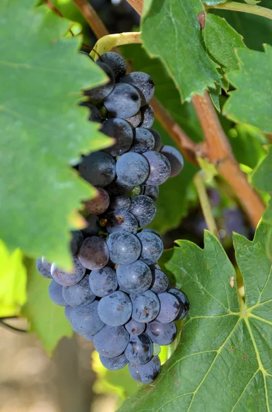一堆基安蒂、 托斯卡纳、 意大利的葡萄 — 图库照片