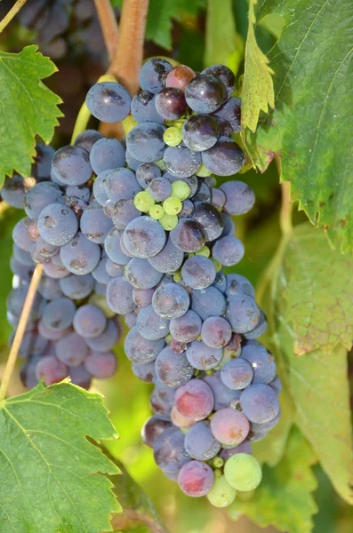 İtalya, Toskana 'daki Chianti üzüm bağı manzarası — Stok fotoğraf