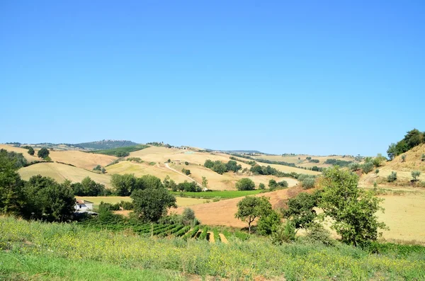 Chianti-vingårdslandskap i Toscana, Italia – stockfoto