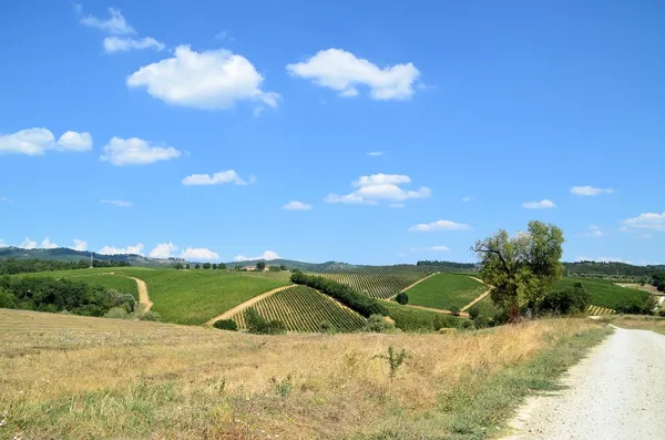 이탈리아 투스카니에 있는 치안 티 포도원 풍경 — 스톡 사진