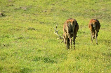 geyik bir çayır üzerinde