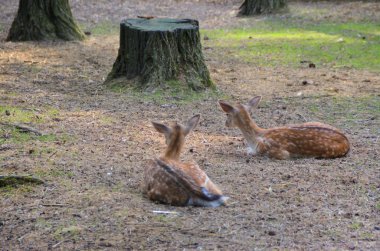 geyik bir çayır üzerinde