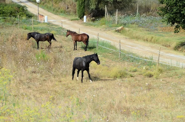 Horse — Stock Photo, Image