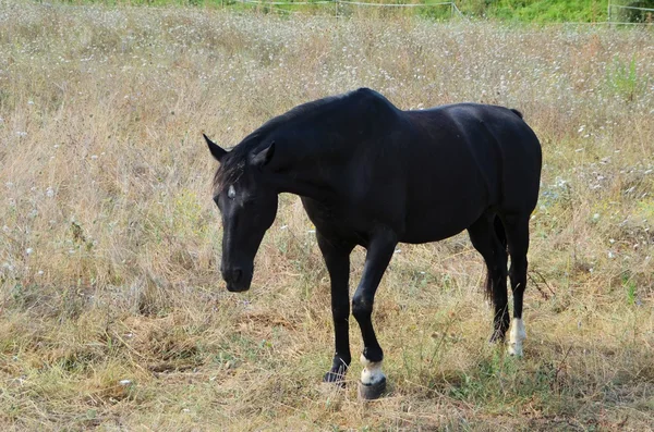 Horse — Stock Photo, Image