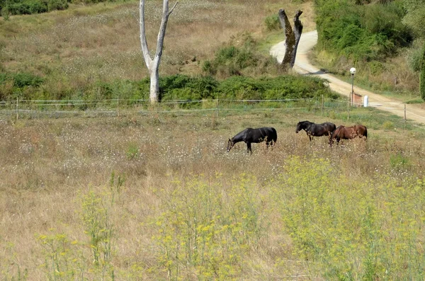 Horse — Stock Photo, Image