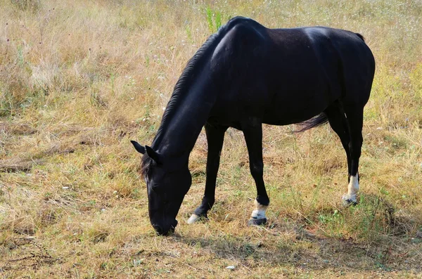 Horse — Stock Photo, Image