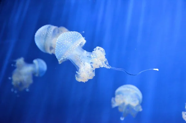 Medusas. — Foto de Stock