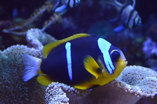 Akvarium med fiskar och koraller — Stockfoto