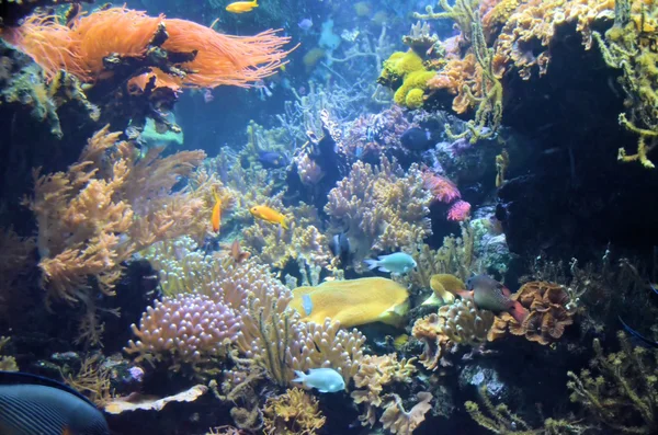 Aquarium met vissen en koralen — Stockfoto