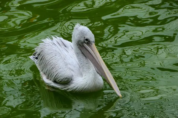 Pelican — Stock Photo, Image