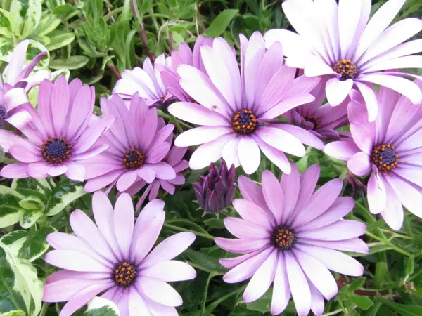 Lavender Burst — Stock Photo, Image