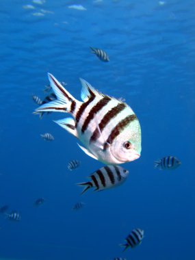 Makas kuyruklu çavuş balığı. (Abudefduf sexfasciatus)