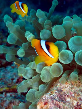 Kızıl Deniz Anemonbalığı (Amphiprion bicinctus)