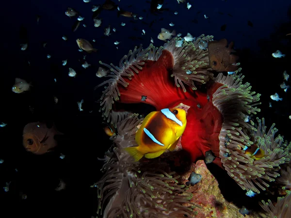 Kızıl Deniz Anemonbalığı (Amphiprion bicinctus)