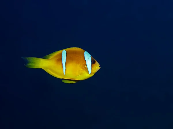 Pesce cerimoniale del Mar Rosso (Amphiprion bicinctus) — Foto Stock