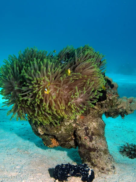 Roodbaarzen (Amphiprion bicinctus)) — Stockfoto