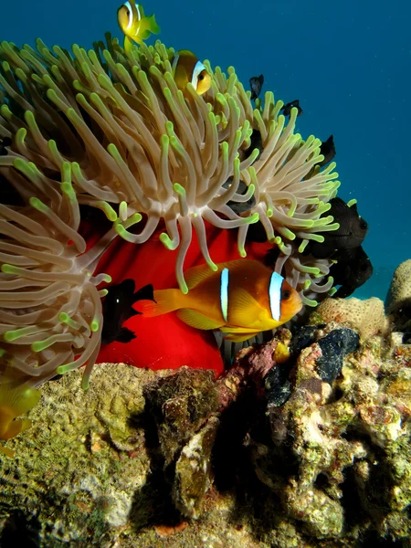 Ryba červenomořská (Amphiprion bicinctus) — Stock fotografie