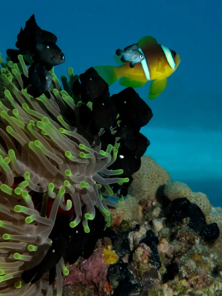 Ryba červenomořská (Amphiprion bicinctus) — Stock fotografie