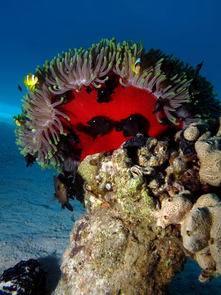 红海海葵(Amphiprion bicinctus)) — 图库照片