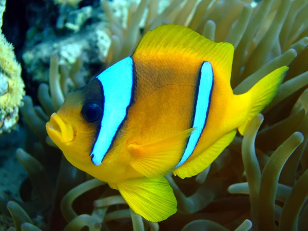 Pesce cerimoniale del Mar Rosso (Amphiprion bicinctus) — Foto Stock
