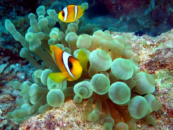 Kızıl Deniz Anemonbalığı (Amphiprion bicinctus)