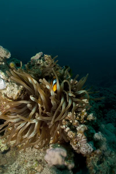 Anémona del Mar Rojo (Amphiprion bicinctus) — Foto de Stock