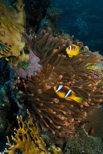 Ερυθρά Θάλασσα Ανεμόνεφις (Amphiprion bicinctus) — Φωτογραφία Αρχείου
