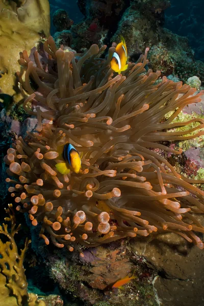 Anémone de la mer Rouge (Amphiprion bicinctus)) — Photo