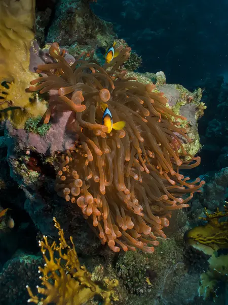 Anemonefish Mar Vermelho (Amphiprion bicinctus) — Fotografia de Stock