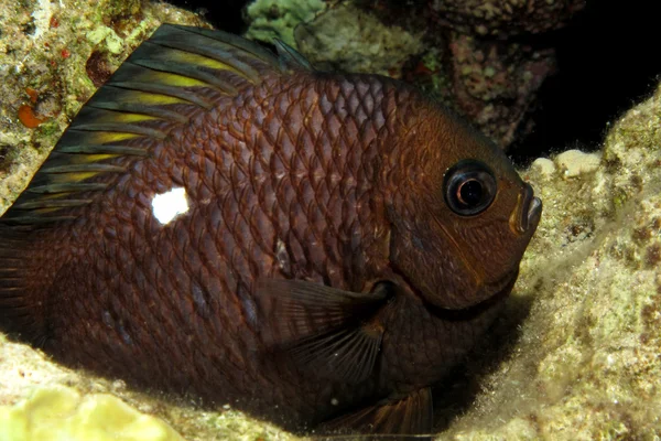 Tři přímé dascyllus (Dascyllus trimaculatus) Stock Obrázky