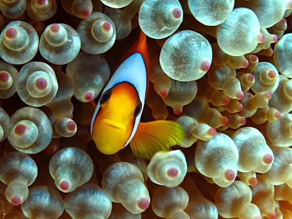 Anemonefish Stockfoto