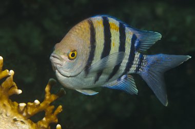 Makas kuyruklu çavuş balığı. (Abudefduf sexfasciatus)