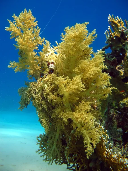 Coral de brócolis macio — Fotografia de Stock