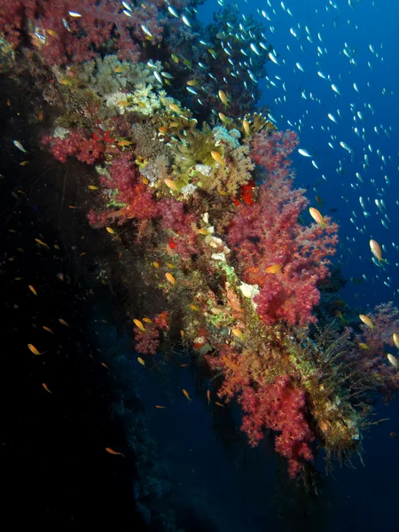 Coral blando — Foto de Stock