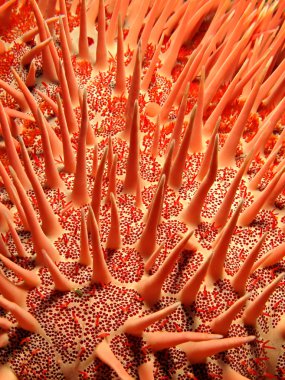 kırmızı dikenli Deniz yıldızı