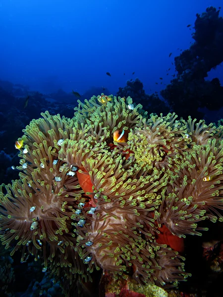 Anemonefish — Φωτογραφία Αρχείου