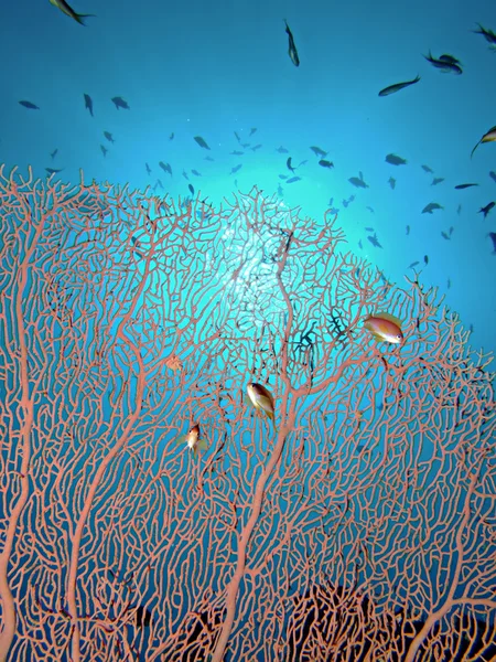 Горгонион коралловый — стоковое фото